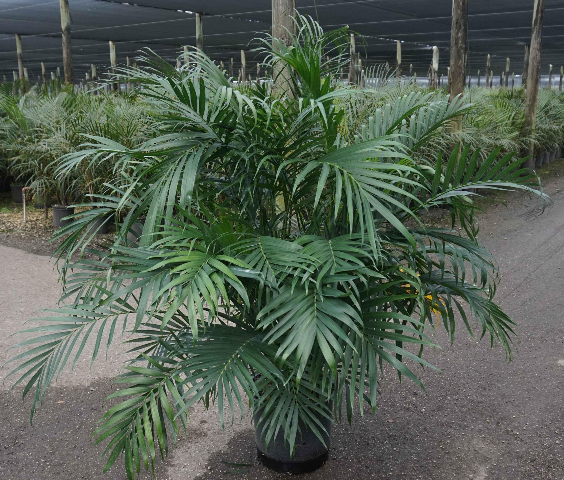 Palm Chamaedorea Cataractarum - View 7 from www redcrocus com