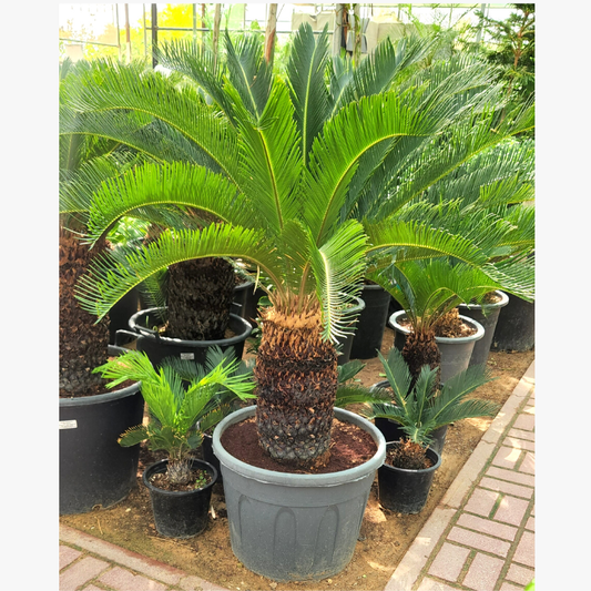 Palm Cycas Revoluta - View 10 from www redcrocus com