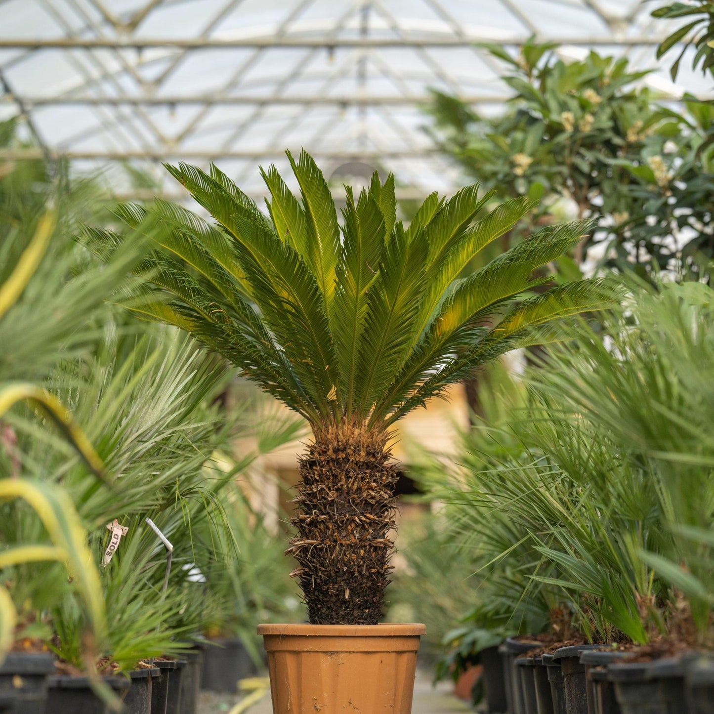 Palm Cycas Revoluta - View 2 from www redcrocus com