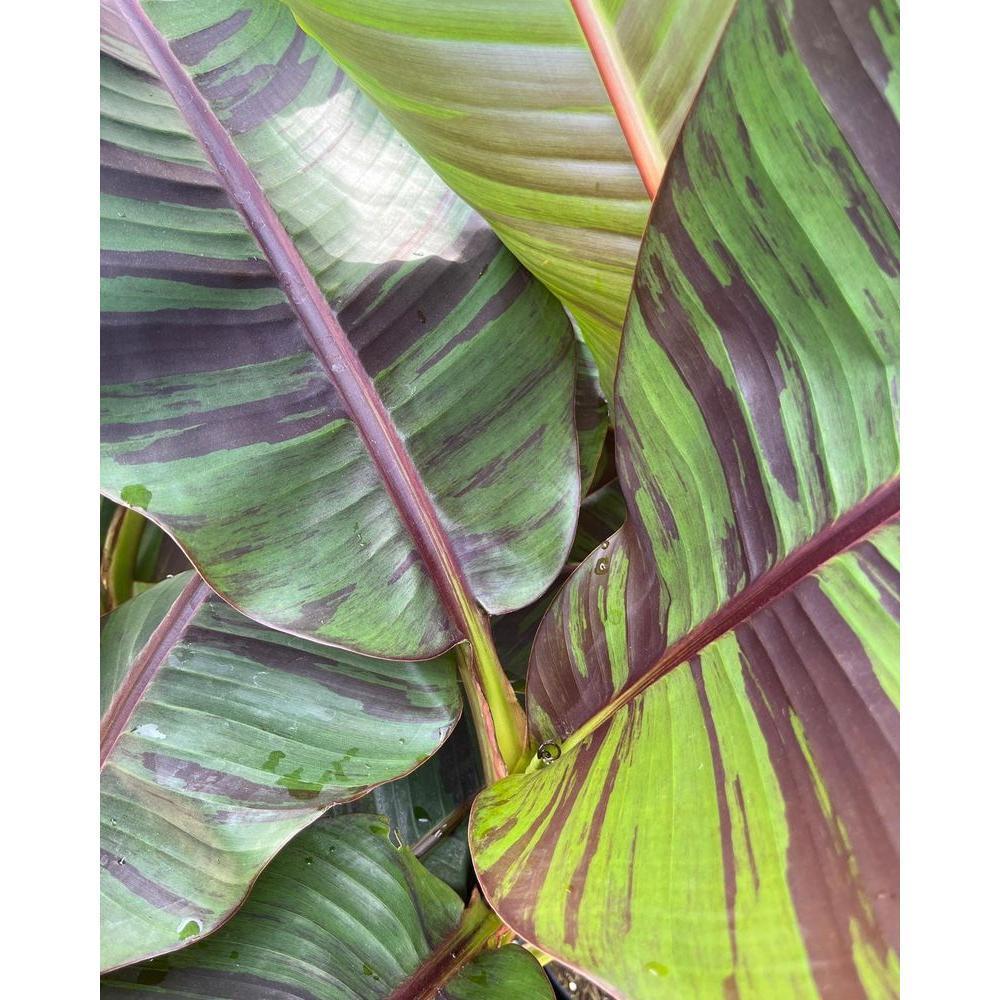 Musa, Assorted - View 1 from www redcrocus com