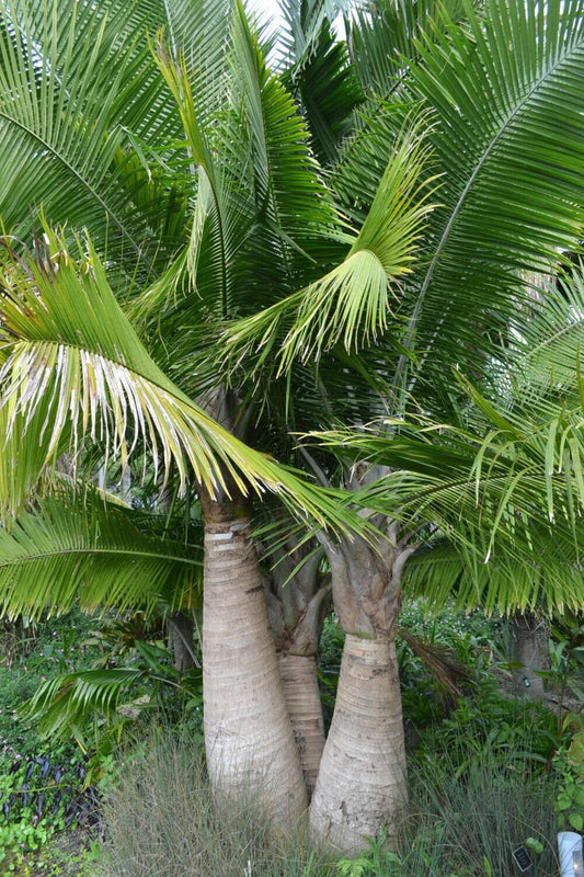 Palm Ravenea Rivularis - View 11 from www redcrocus com