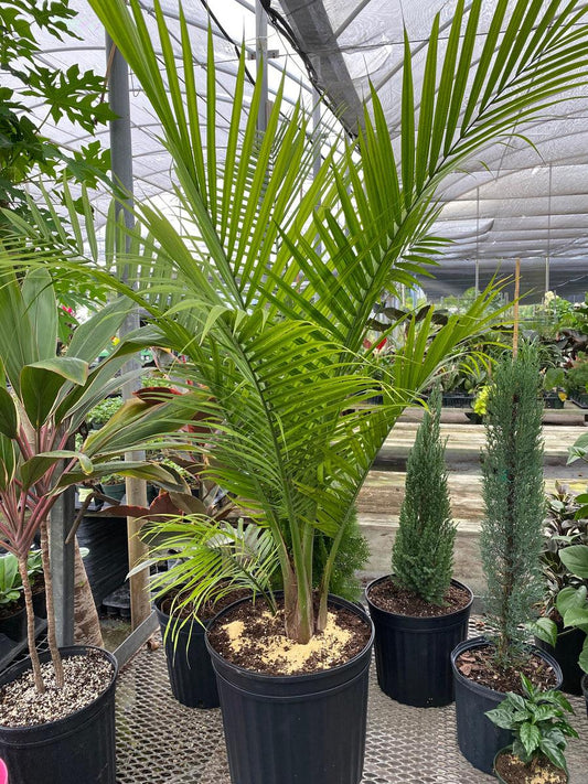 Palm Ravenea Rivularis - View 1 from www redcrocus com