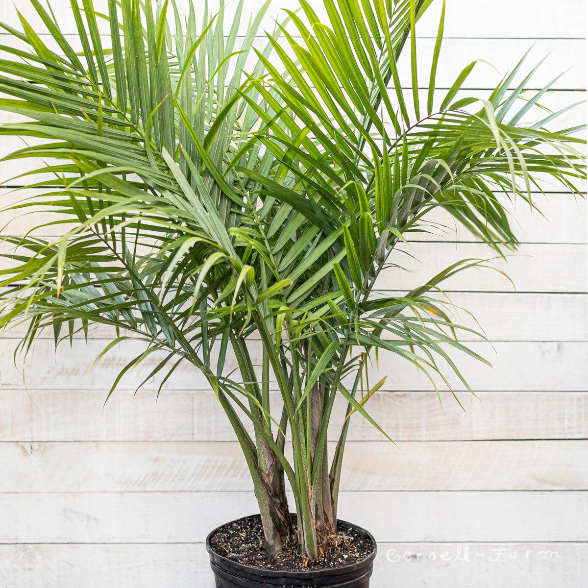 Palm Ravenea Rivularis - View 5 from www redcrocus com