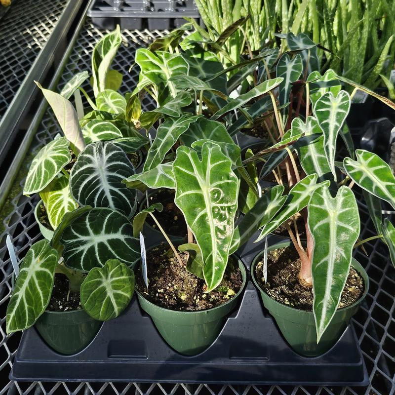 Alocasia Green Assorted - View 10 from www redcrocus com