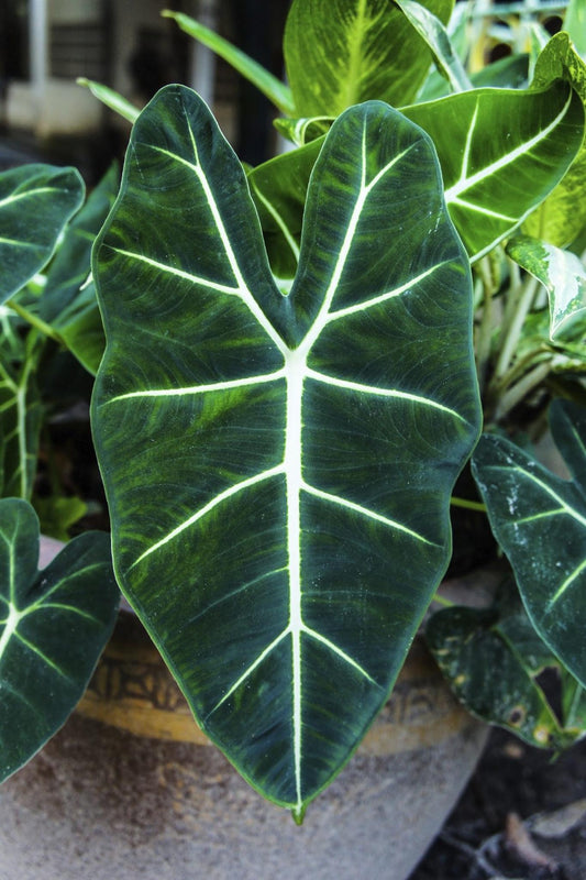 Alocasia Green Assorted - View 1 from www redcrocus com