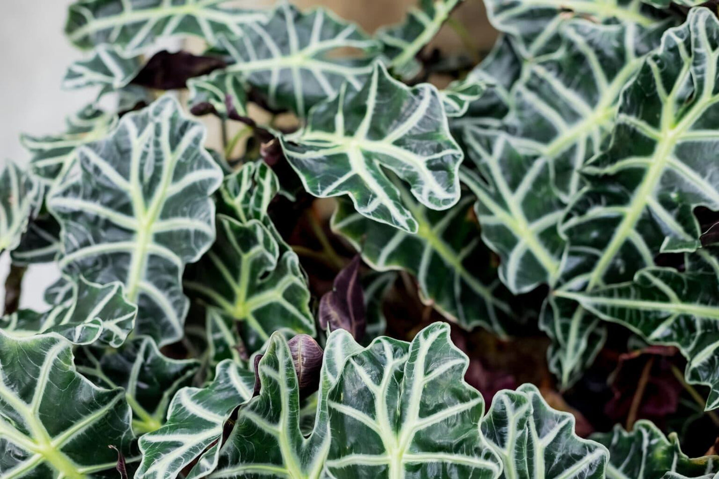 Alocasia Green Assorted - View 9 from www redcrocus com