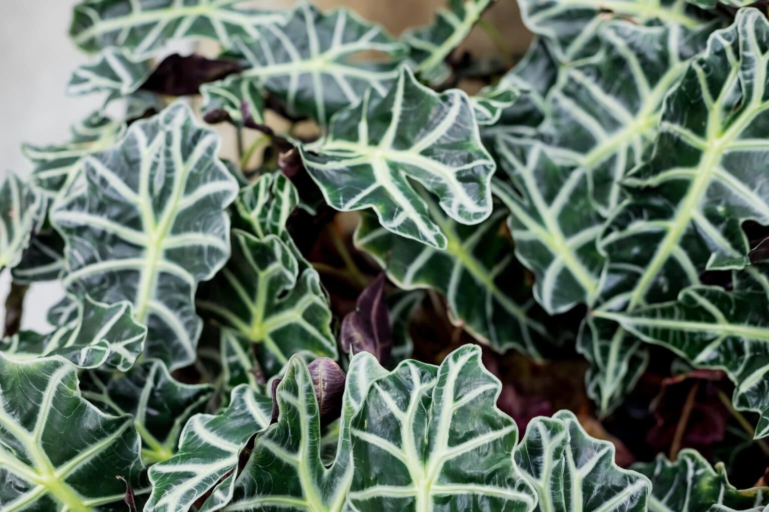Alocasia Green Assorted - View 9 from www redcrocus com
