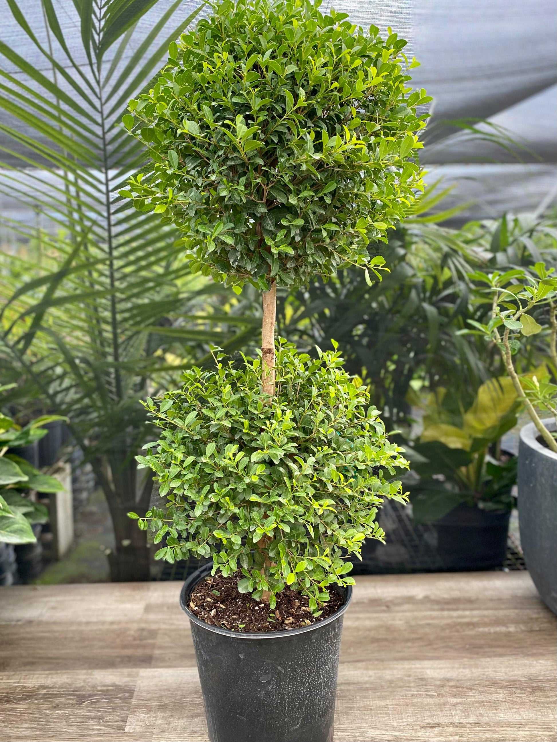 Eugenia Myrtifolia Globulus 2 Ball Standard - View 3 from www redcrocus com