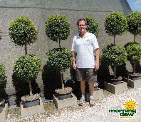 Eugenia Myrtifolia Globulus 2 Ball Standard - View 5 from www redcrocus com