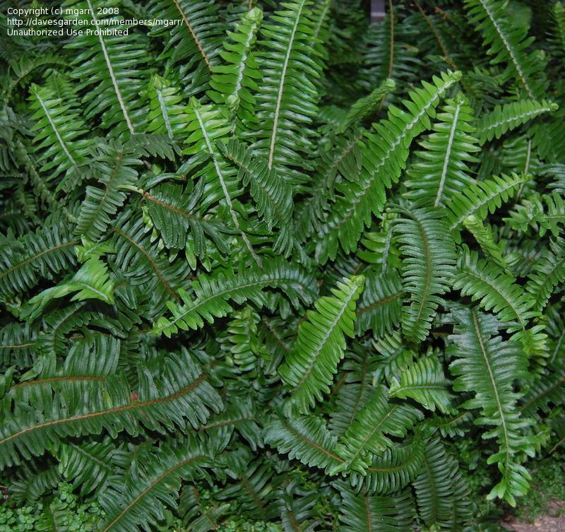 Fern Nephrolepis Obliterata (kimberly Fern) - View 11 from www redcrocus com