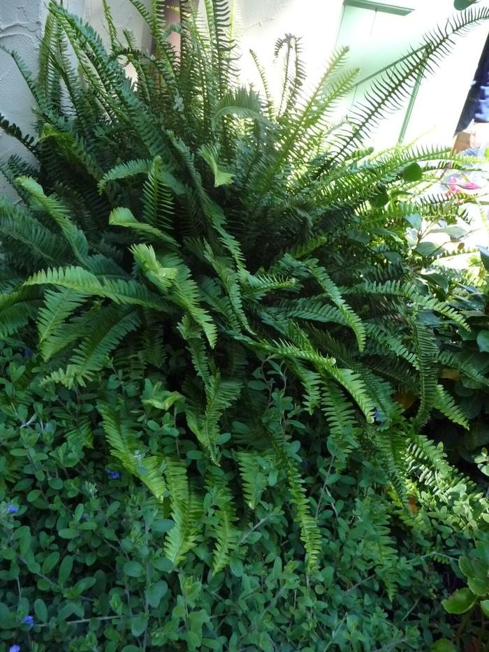 Fern Nephrolepis Obliterata (kimberly Fern) - View 12 from www redcrocus com