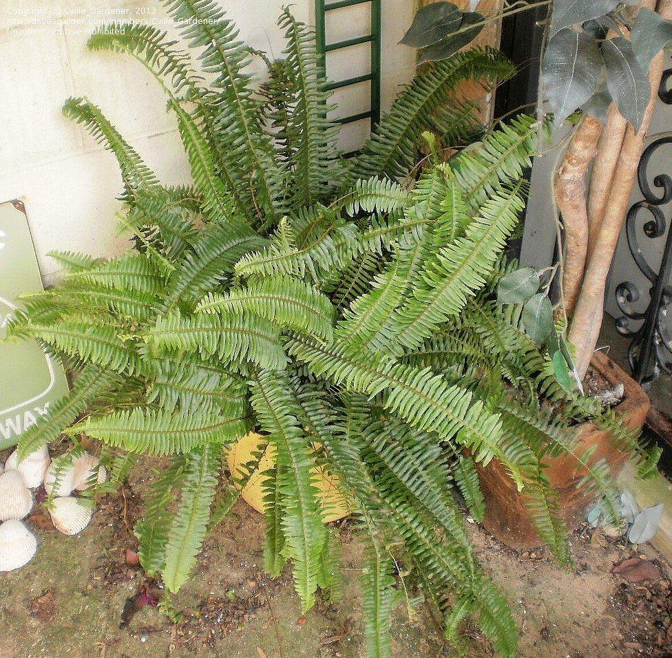 Fern Nephrolepis Obliterata (kimberly Fern) - View 15 from www redcrocus com