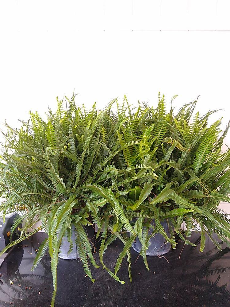 Fern Nephrolepis Obliterata (kimberly Fern) - View 18 from www redcrocus com