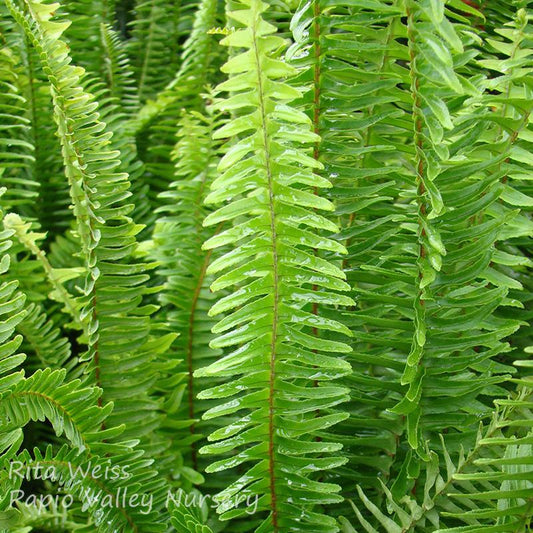 Fern Nephrolepis Obliterata (kimberly Fern) - View 1 from www redcrocus com
