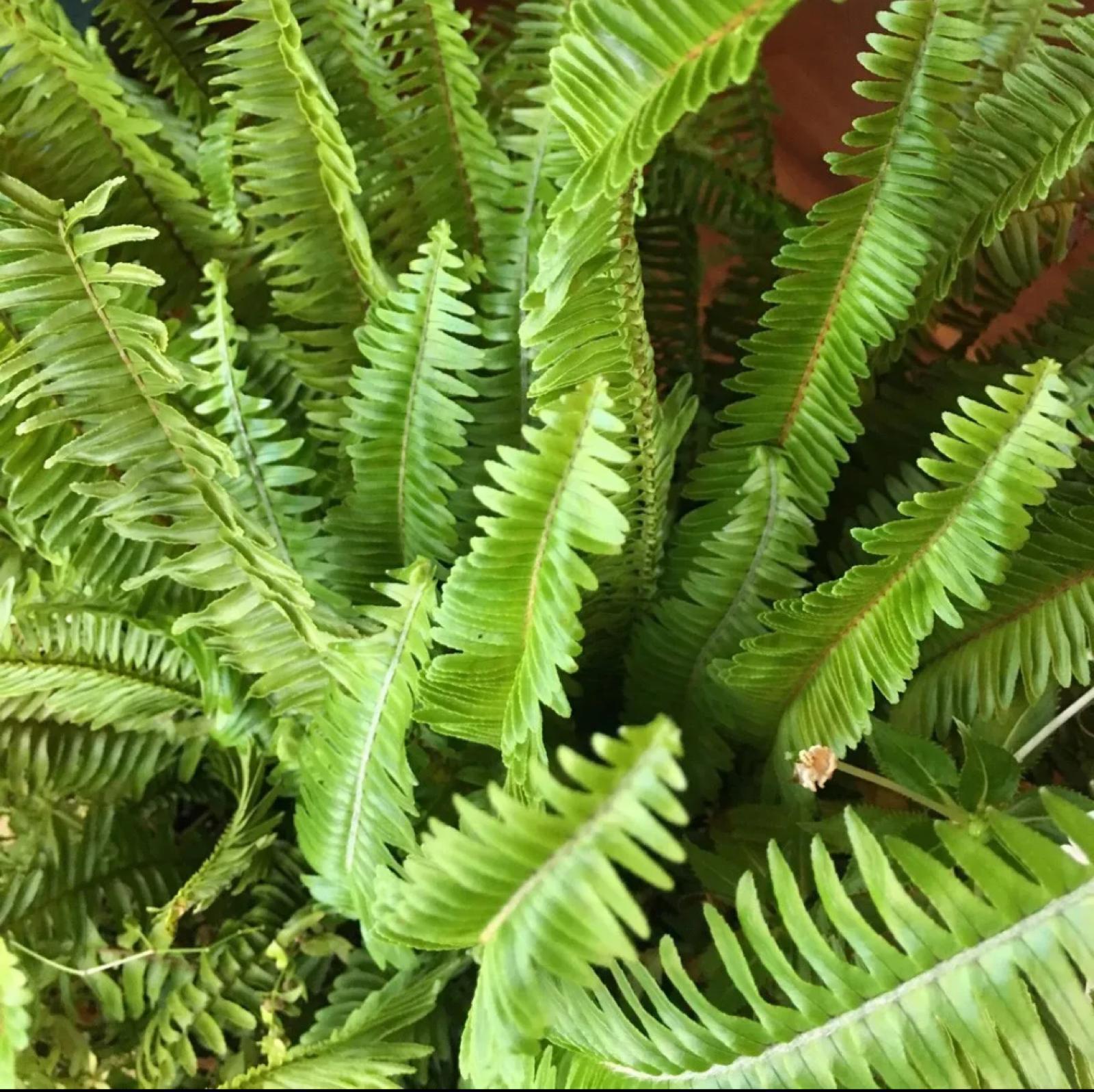 Fern Nephrolepis Obliterata (kimberly Fern) - View 3 from www redcrocus com
