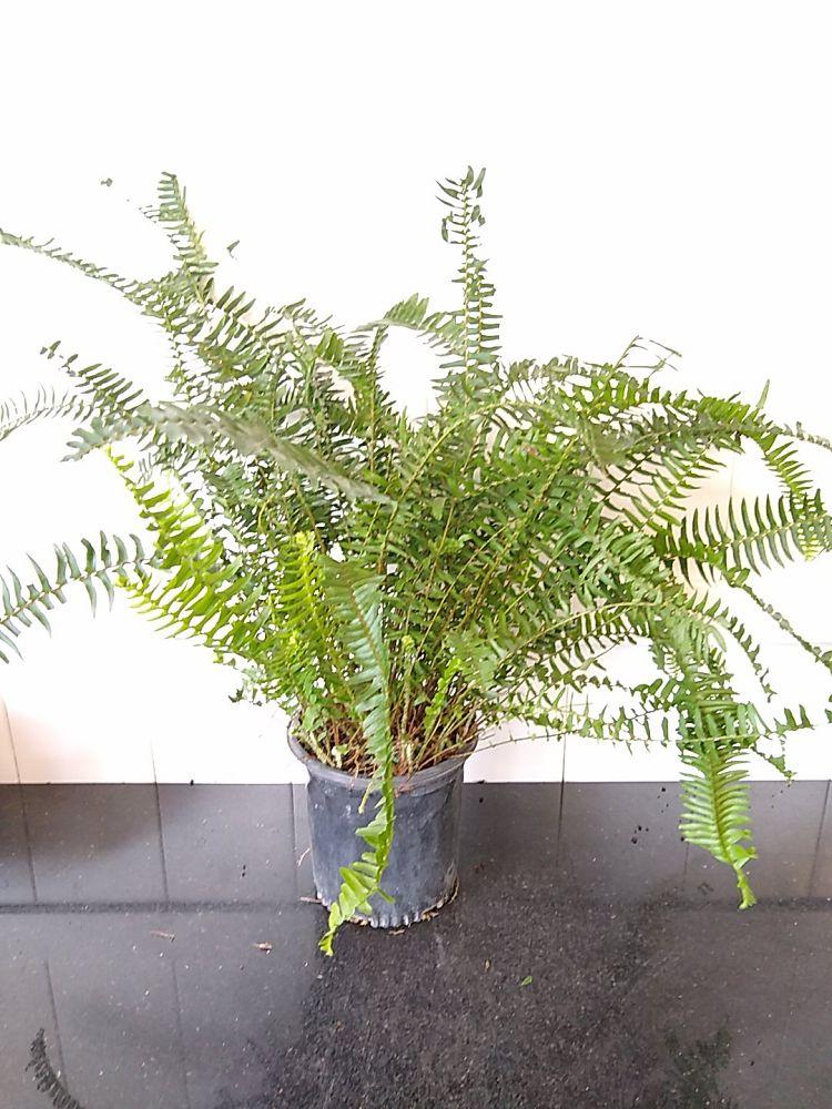 Fern Nephrolepis Obliterata (kimberly Fern) - View 8 from www redcrocus com