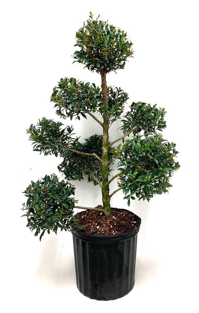 Eugenia Myrtifolia Globulus 3 Ball Standard - View 10 from www redcrocus com