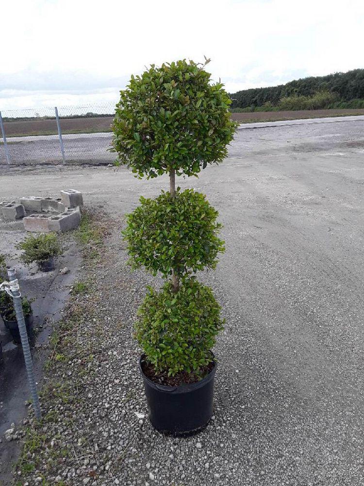 Eugenia Myrtifolia Globulus 3 Ball Standard - View 14 from www redcrocus com