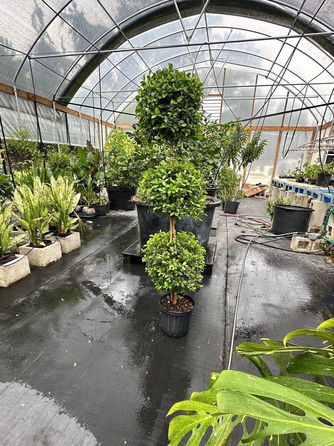 Eugenia Myrtifolia Globulus 3 Ball Standard - View 15 from www redcrocus com