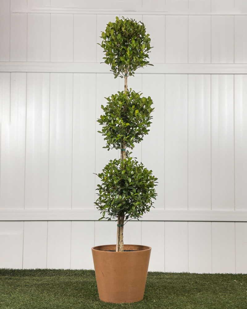 Eugenia Myrtifolia Globulus 3 Ball Standard - View 1 from www redcrocus com
