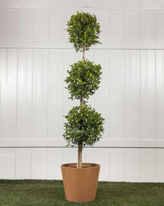 Eugenia Myrtifolia Globulus 3 Ball Standard - View 1 from www redcrocus com