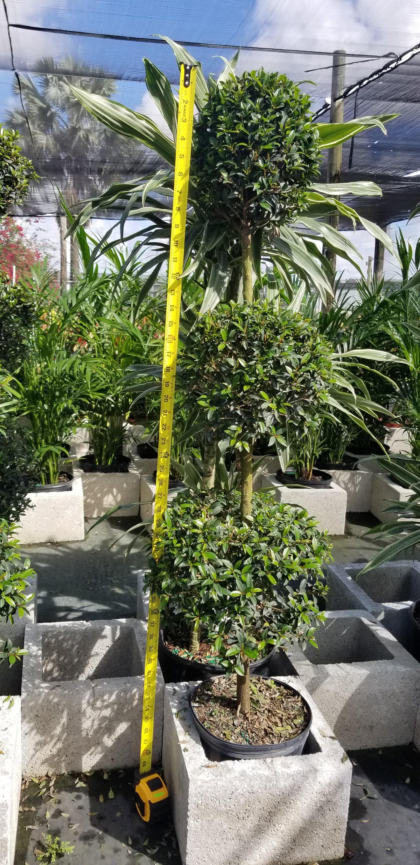 Eugenia Myrtifolia Globulus 3 Ball Standard - View 3 from www redcrocus com