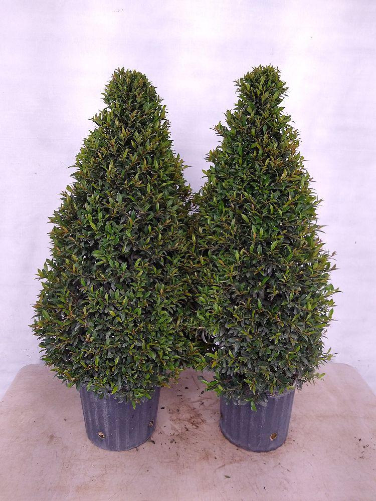 Eugenia Myrtifolia Globulus Cone - View 6 from www redcrocus com