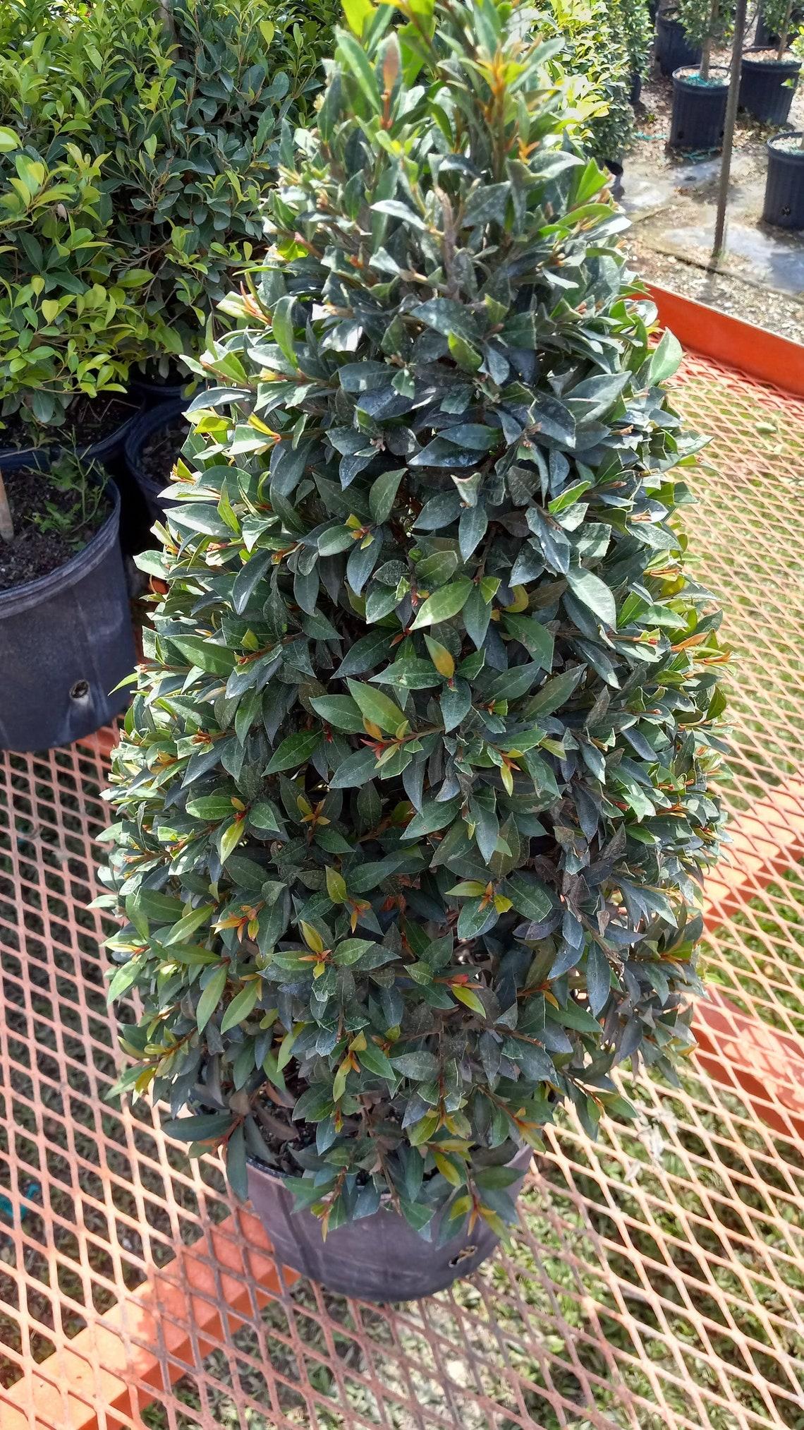 Eugenia Myrtifolia Globulus Cone - View 9 from www redcrocus com