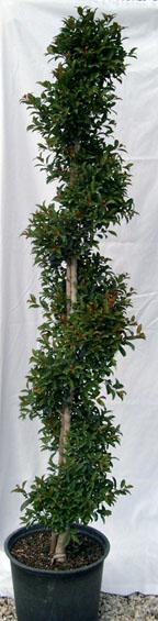 Eugenia Myrtifolia Globulus Spiral - View 1 from www redcrocus com