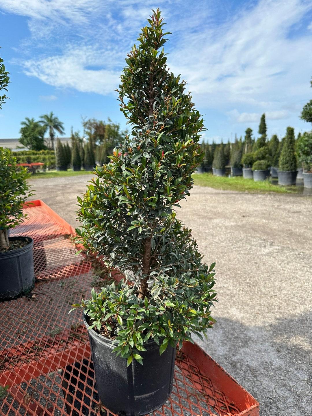Eugenia Myrtifolia Globulus Spiral - View 2 from www redcrocus com
