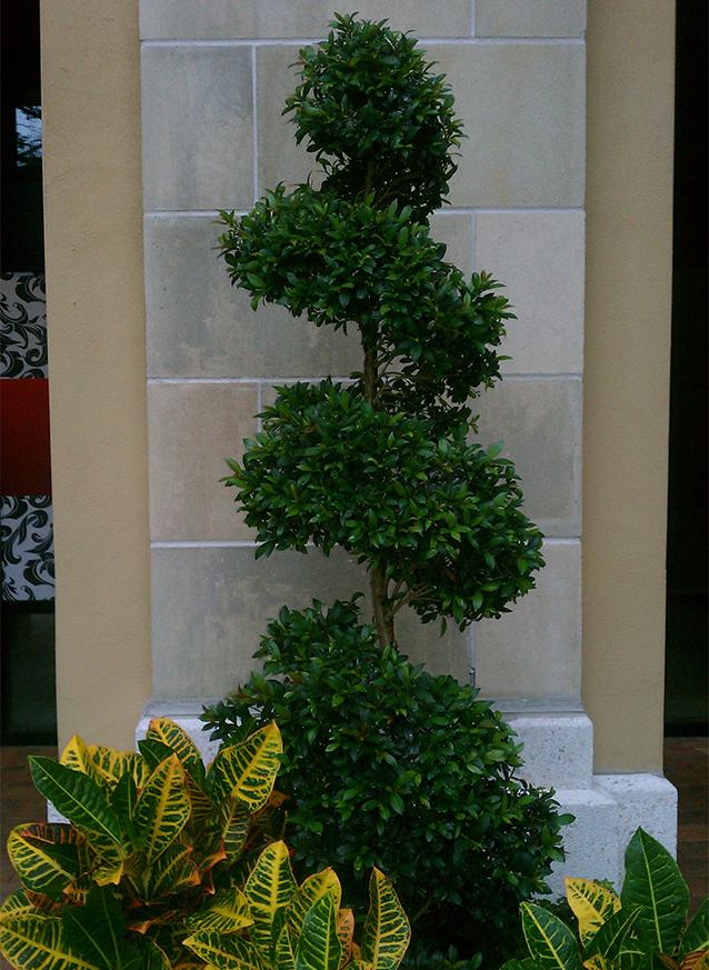 Eugenia Myrtifolia Globulus Spiral - View 4 from www redcrocus com