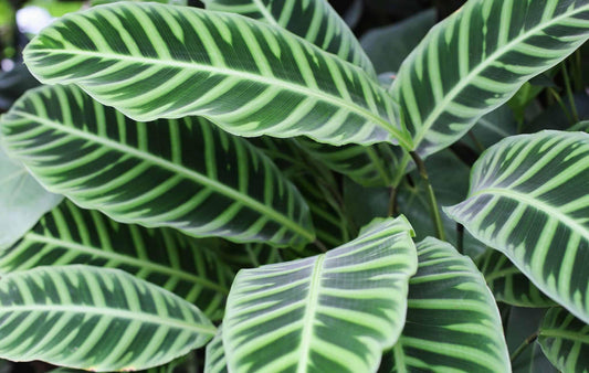 Calathea Zebrina - View 10 from www redcrocus com
