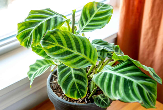 Calathea Zebrina - View 1 from www redcrocus com