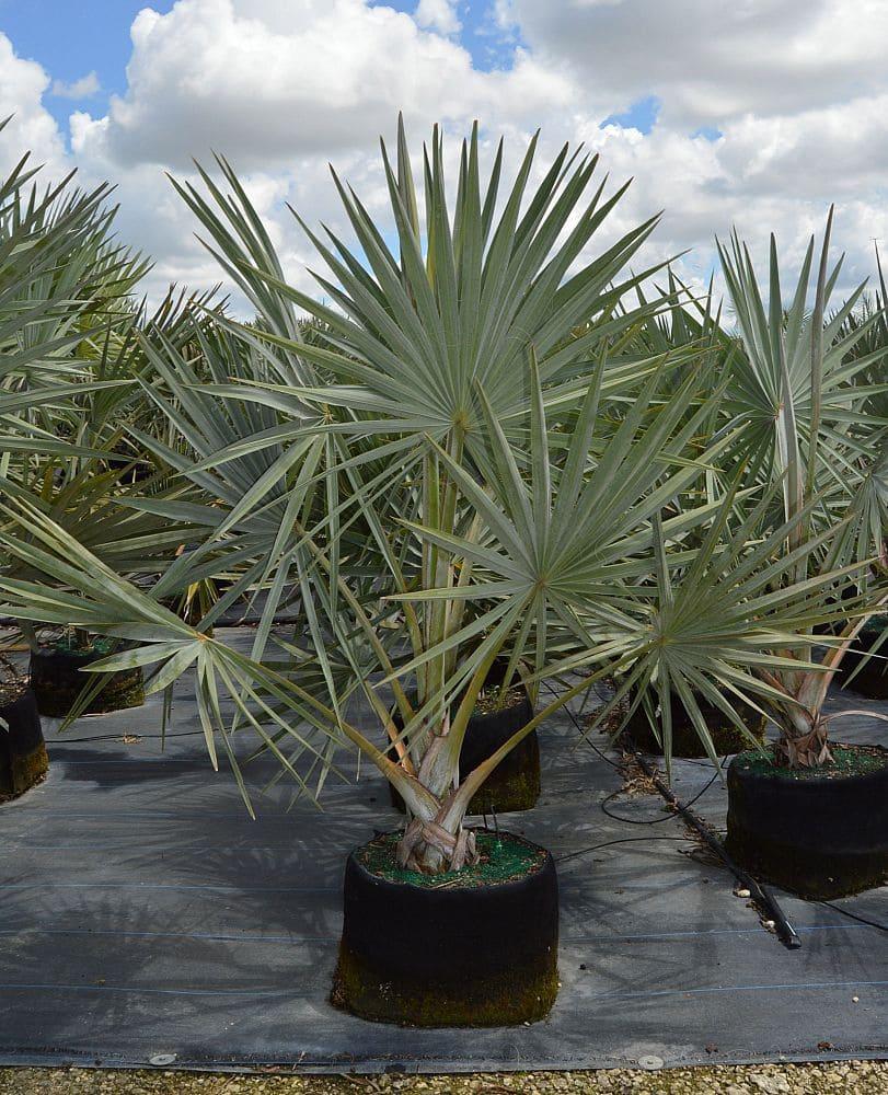 Palm Bismarckia Nobilis - View 10 from www redcrocus com