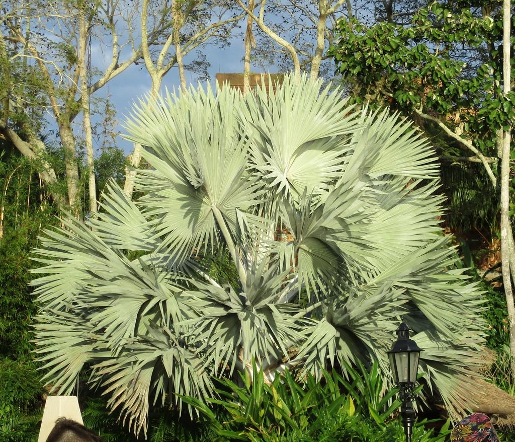 Palm Bismarckia Nobilis - View 11 from www redcrocus com