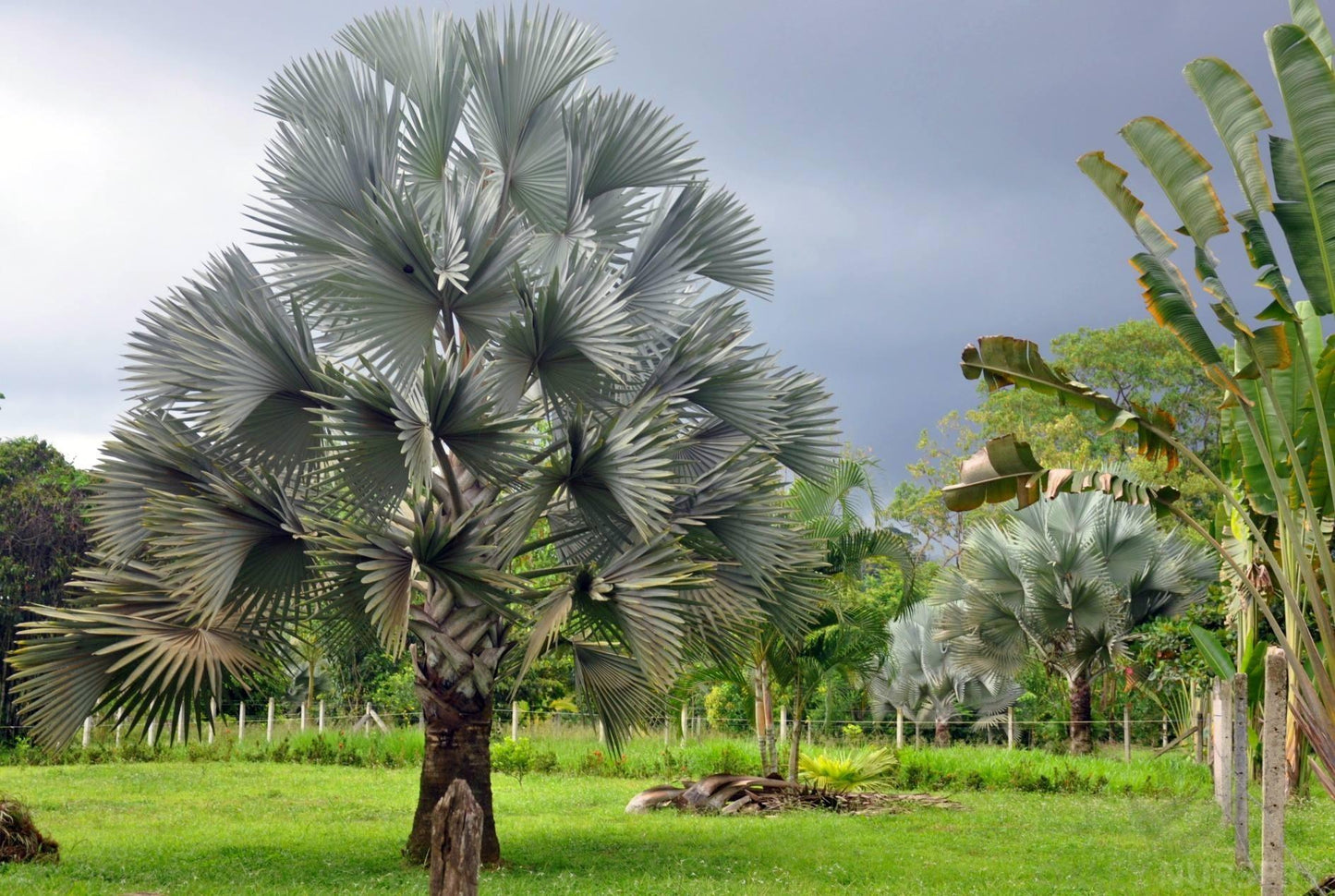 Palm Bismarckia Nobilis - View 12 from www redcrocus com