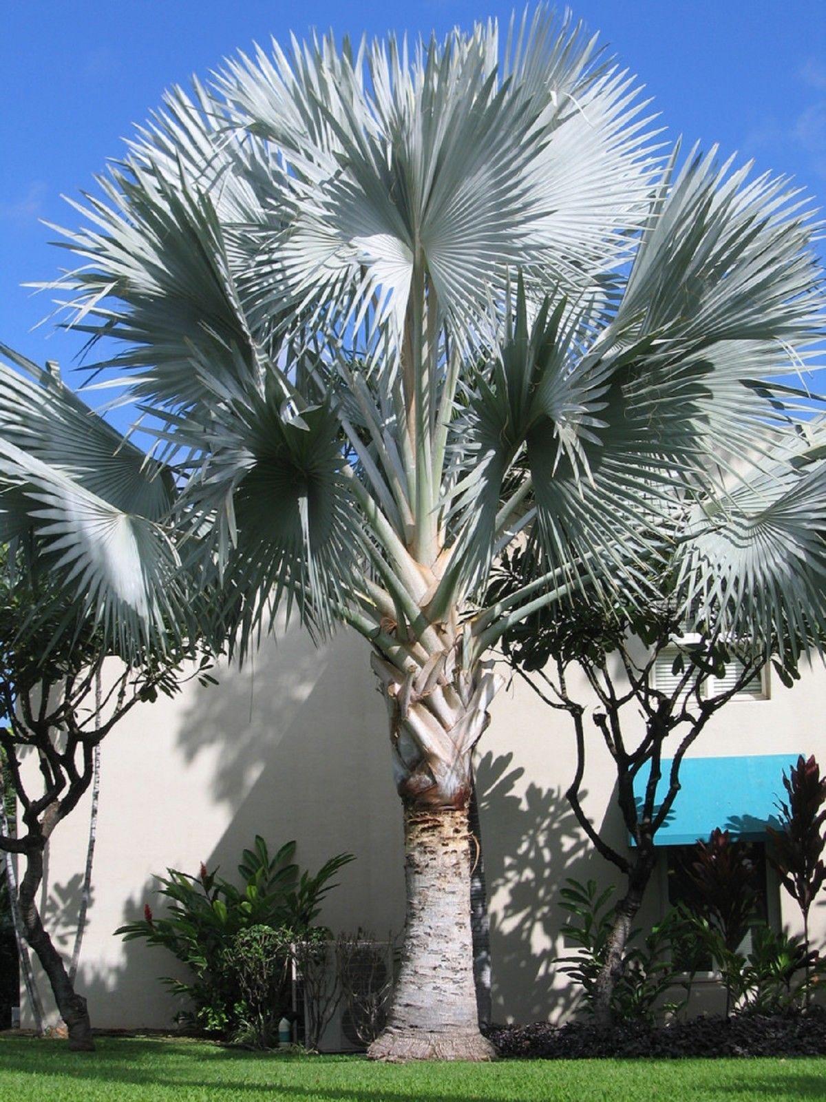 Palm Bismarckia Nobilis - View 13 from www redcrocus com
