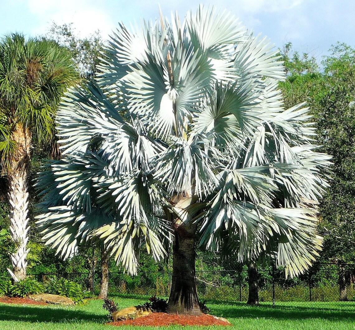 Palm Bismarckia Nobilis - View 14 from www redcrocus com