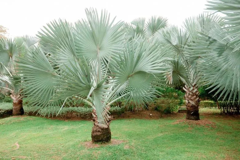 Palm Bismarckia Nobilis - View 16 from www redcrocus com