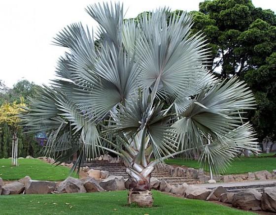 Palm Bismarckia Nobilis - View 17 from www redcrocus com