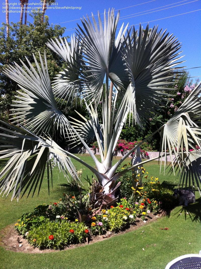 Palm Bismarckia Nobilis - View 18 from www redcrocus com