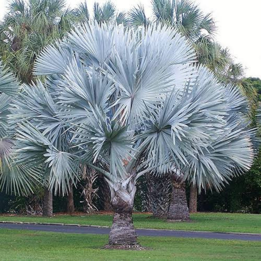 Palm Bismarckia Nobilis - View 1 from www redcrocus com