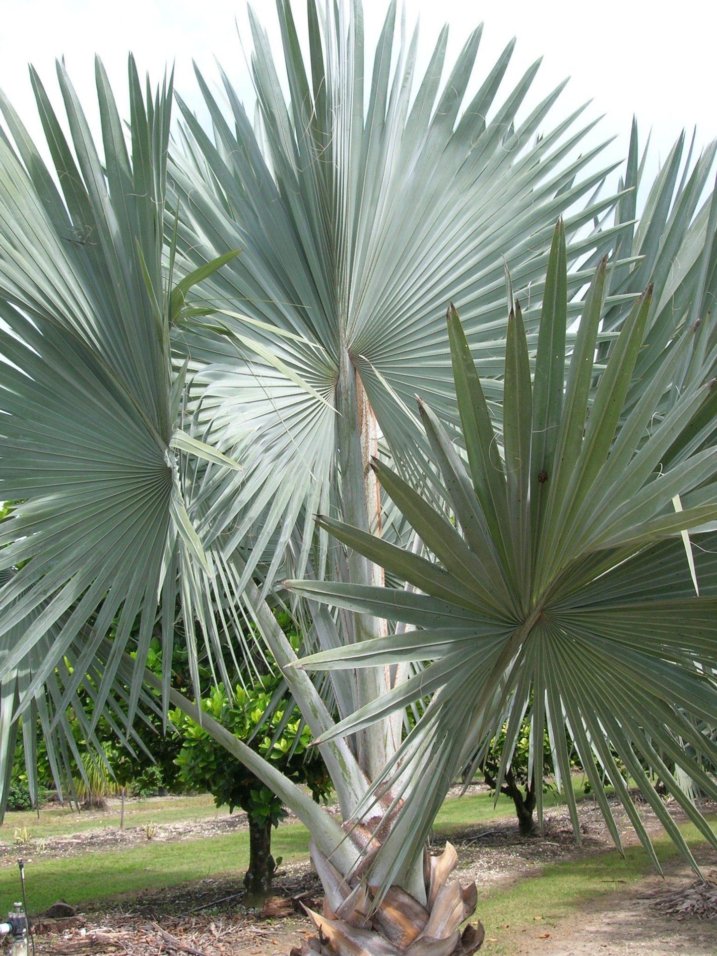 Palm Bismarckia Nobilis - View 1 from www redcrocus com