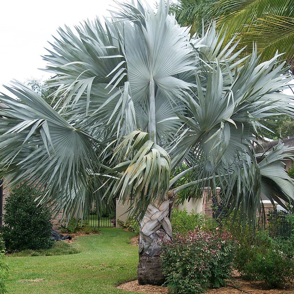 Palm Bismarckia Nobilis - View 3 from www redcrocus com