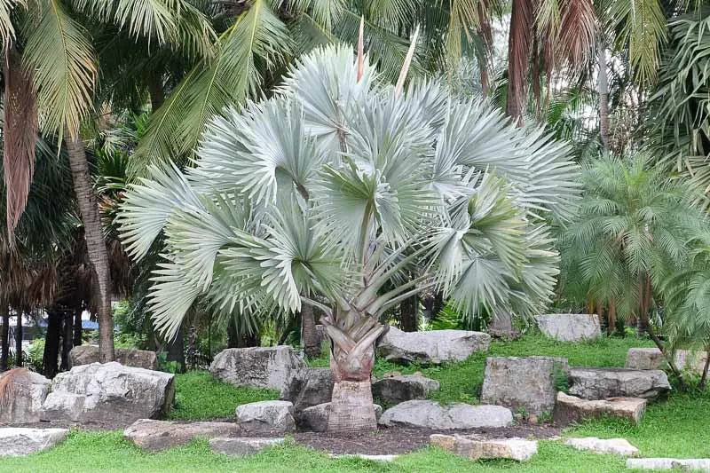 Palm Bismarckia Nobilis - View 3 from www redcrocus com