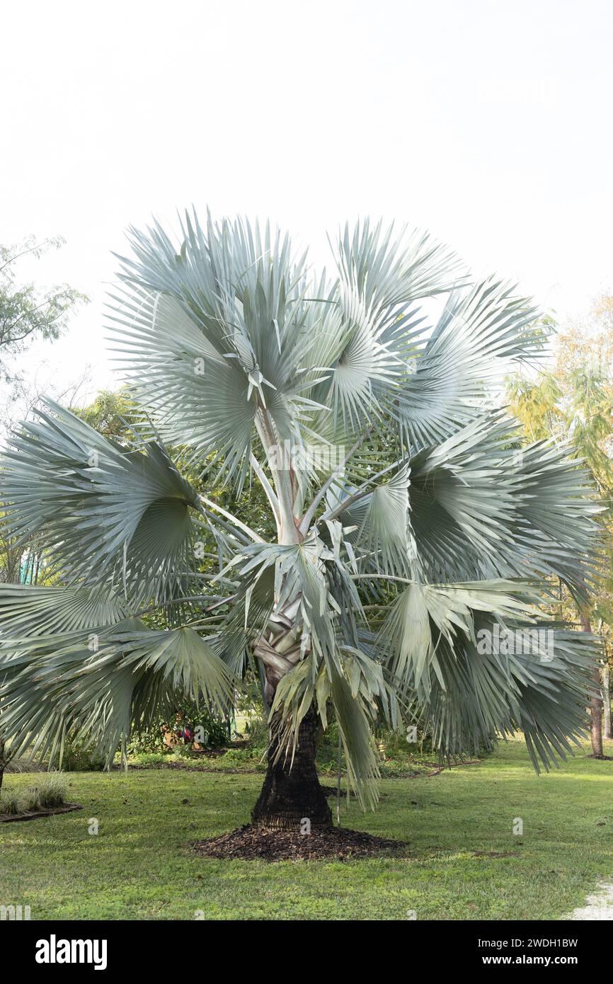Palm Bismarckia Nobilis - View 5 from www redcrocus com