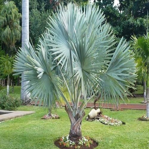 Palm Bismarckia Nobilis - View 6 from www redcrocus com