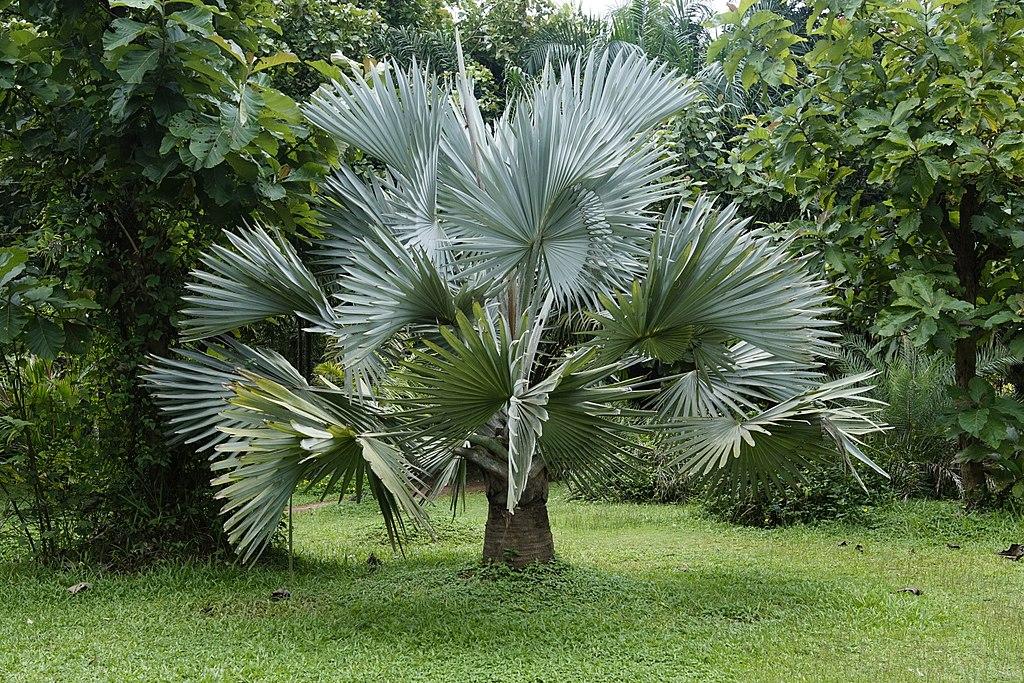 Palm Bismarckia Nobilis - View 7 from www redcrocus com
