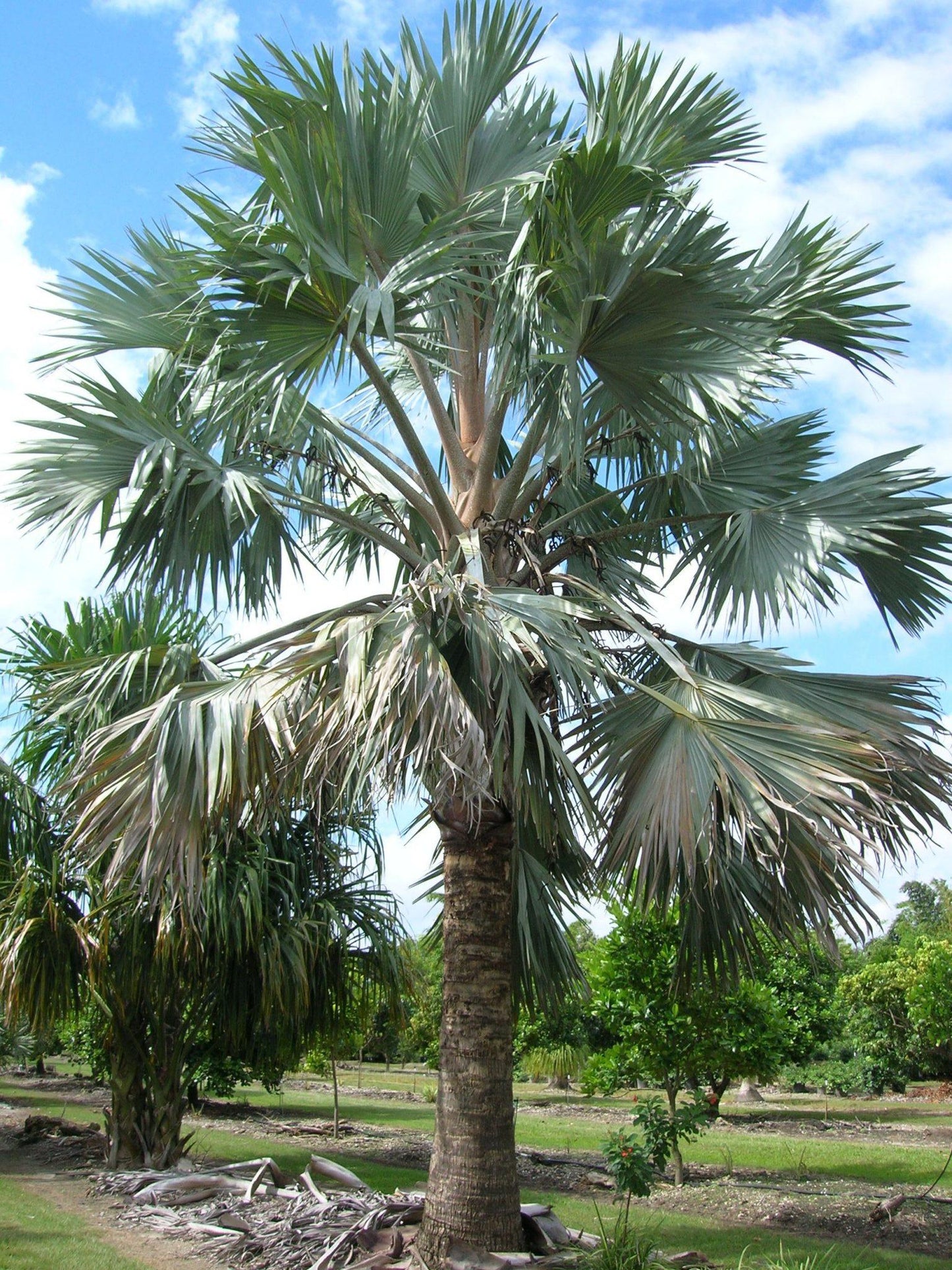 Palm Bismarckia Nobilis - View 8 from www redcrocus com