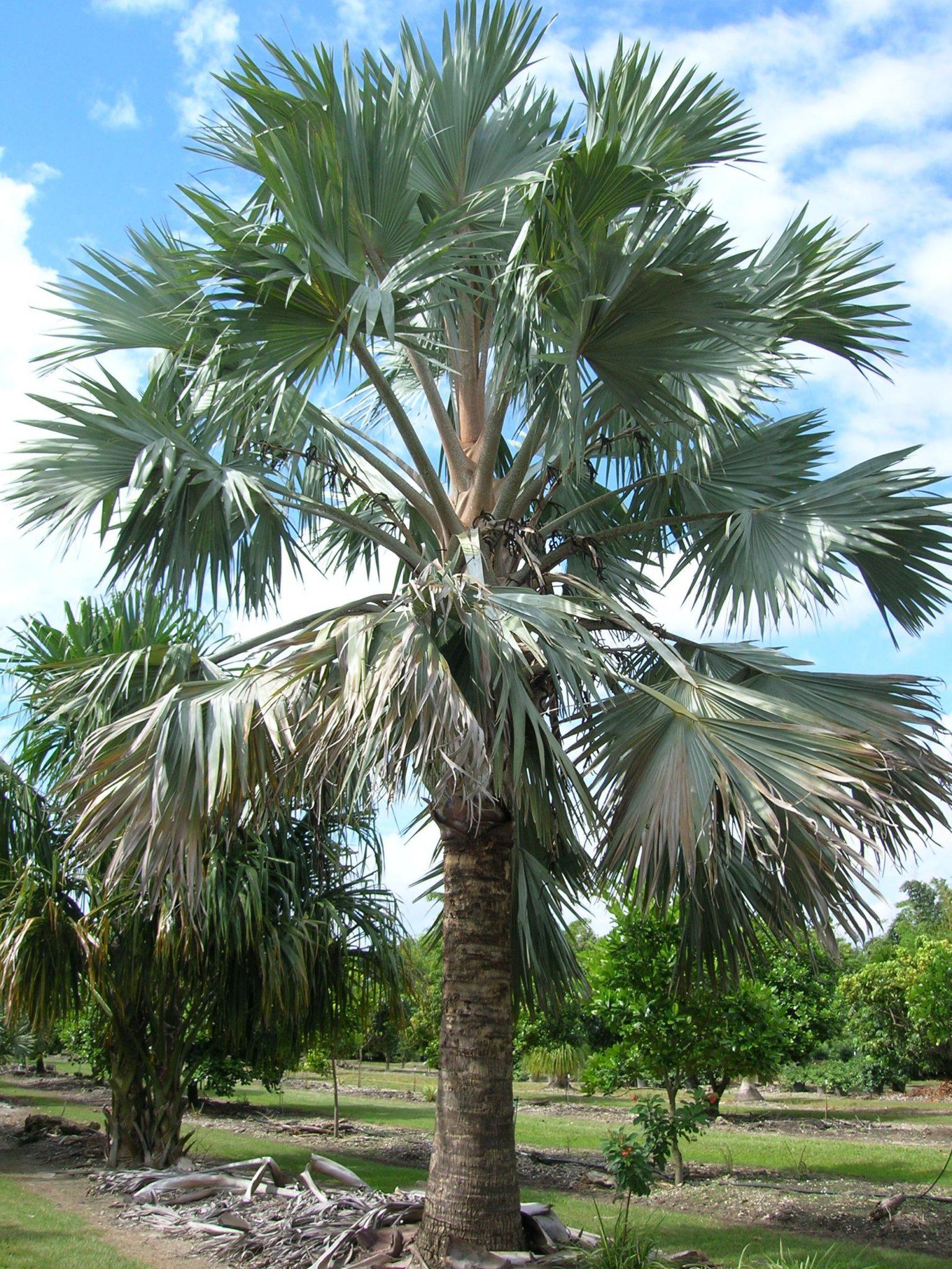 Palm Bismarckia Nobilis - View 8 from www redcrocus com
